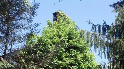 Residential Tree Removal Photo