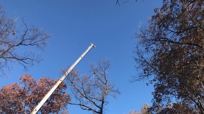 Residential Tree Removal Photo