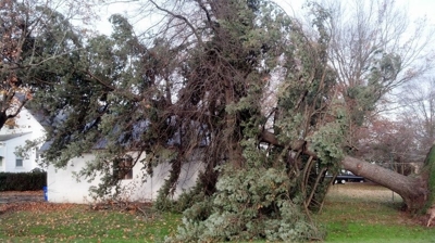 Emergency Tree Services Photo