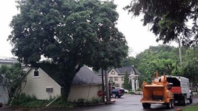 Residential Tree Removal Photo