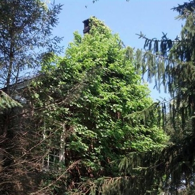 Residential Tree Removal Photo