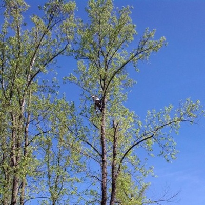 Tree Service Photo