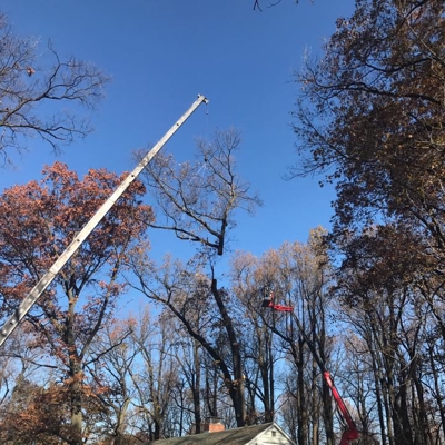 Residential Tree Removal Photo