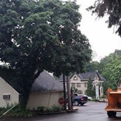 Residential Tree Removal Photo