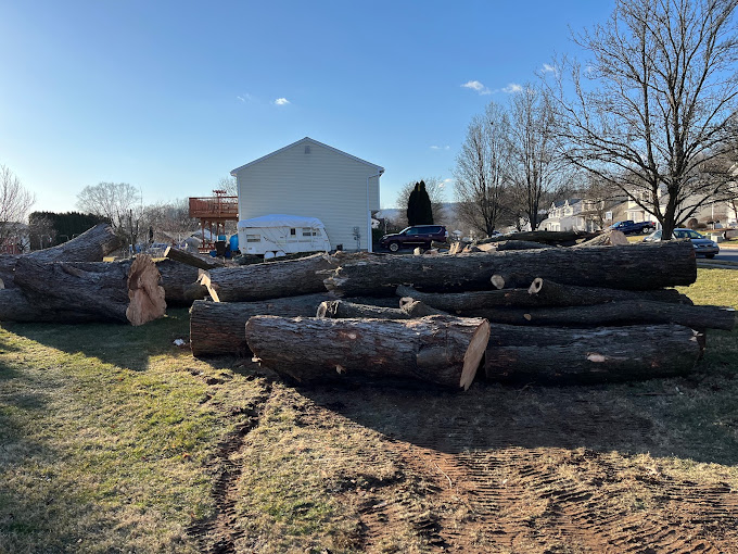 Removed Tree in Exeter, PA